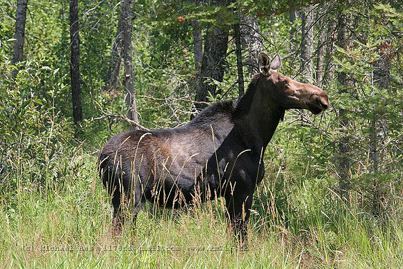 20060724_aaronProvPark_Wabigoon(on)_moose_IMG_1832