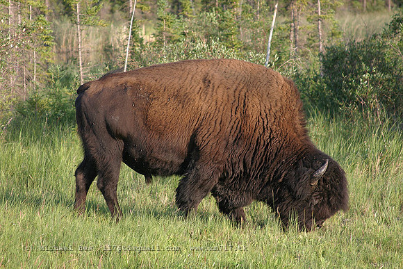 20040721_Mackenzie_Bison_Sanctuary_IMG_3133