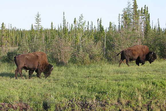 20040721_Mackenzie_Bison_Sanctuary_IMG_3139