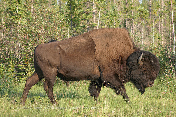 20040721_Mackenzie_Bison_Sanctuary_IMG_3137