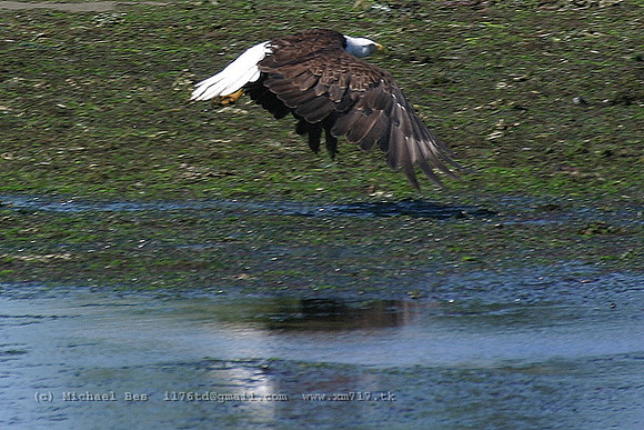 20040730_CampbellRiver_eagle_IMG_4471xc-sh