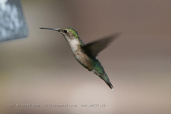 20060727_nestorfalls(on)_hummingbirds_IMG_2923xc