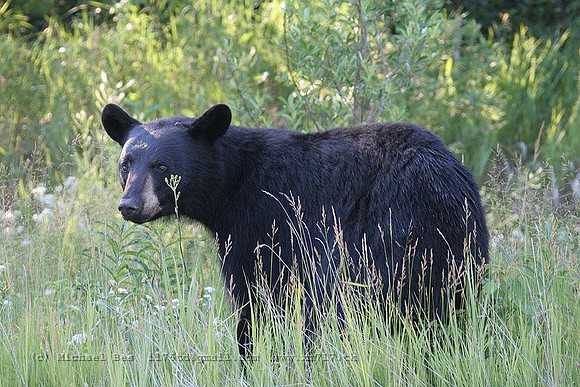 20060724_StRaphaelProvPark(StauntonLake)(on)_blackbear_IMG_1948