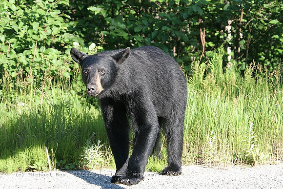 20060724_StRaphaelProvPark(StauntonLake)(on)_blackbear_IMG_1942