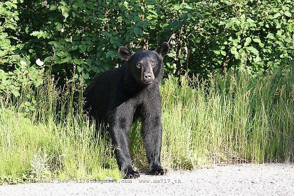 20060724_StRaphaelProvPark(StauntonLake)(on)_blackbear_IMG_1938
